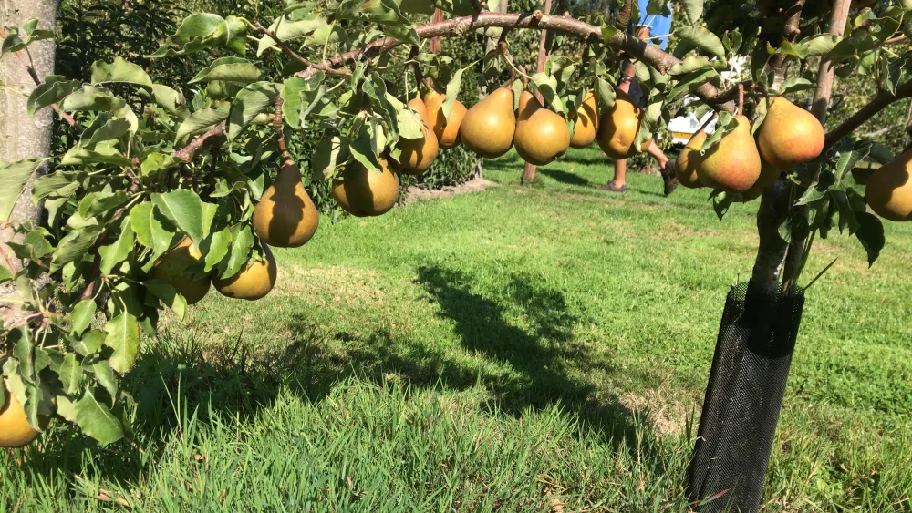 Boomgaardcamping DuinRand