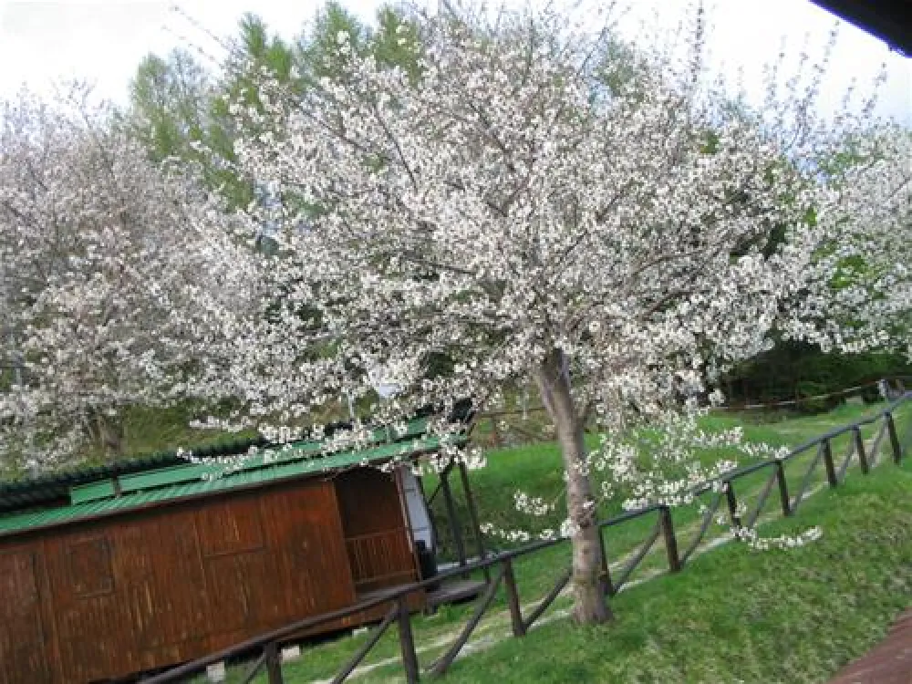 Camping Bucaneve - B&B