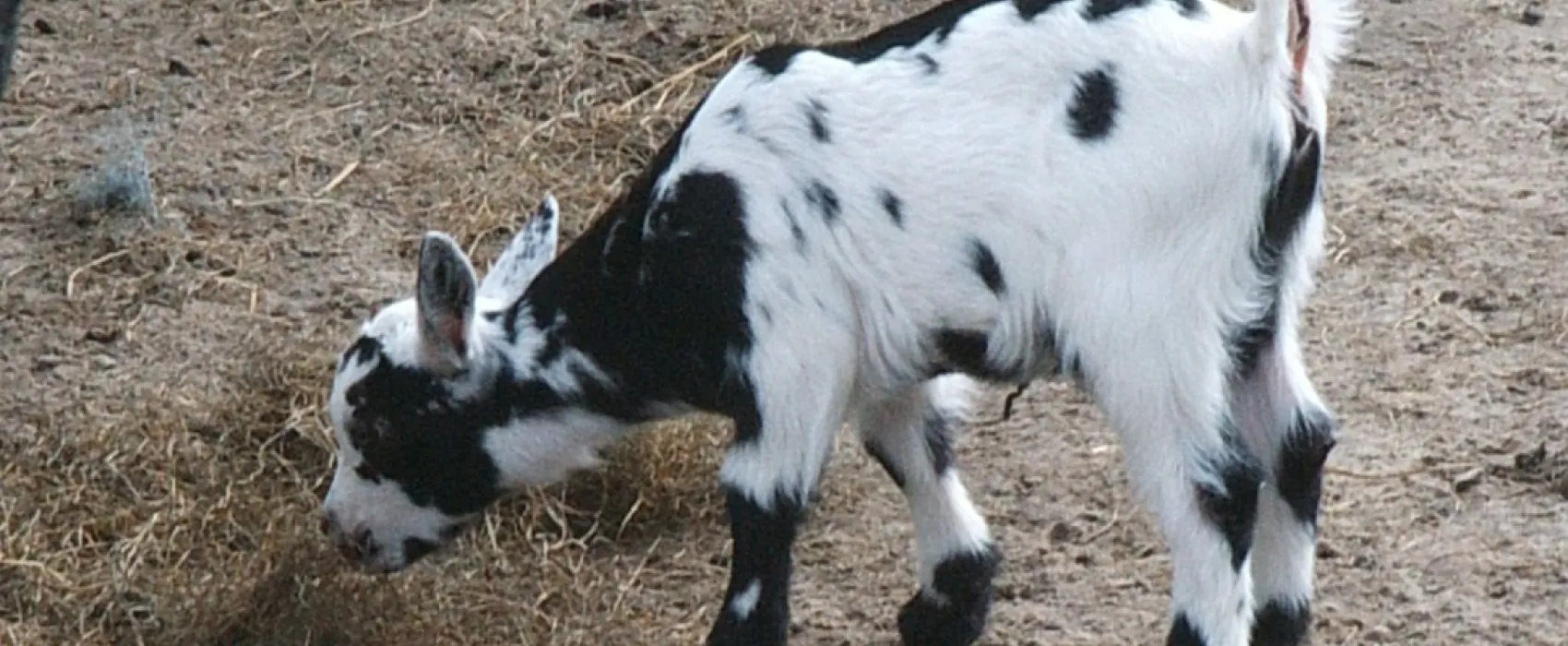 Minicamping Boerderij 't Ven