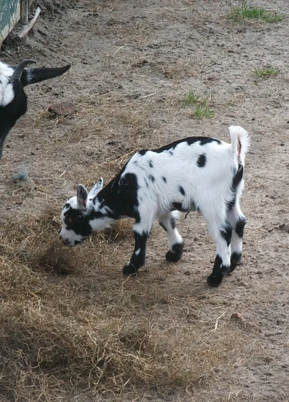 Minicamping Boerderij 't Ven