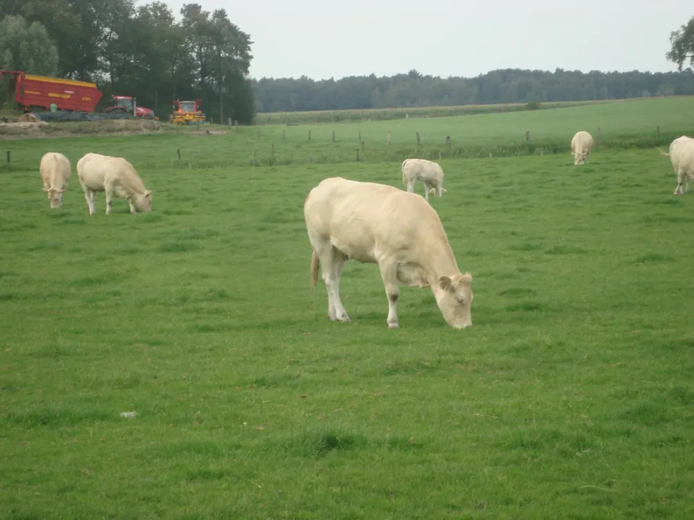 Minicamping Erve Beernink