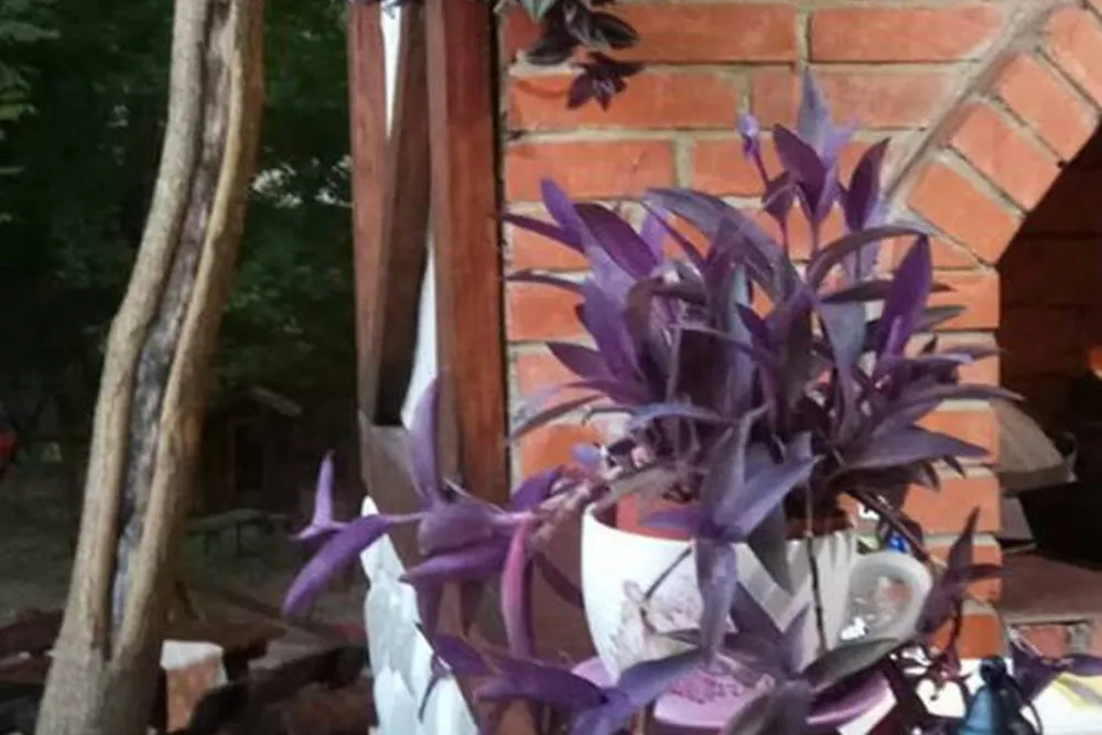 Auto Camp Green park