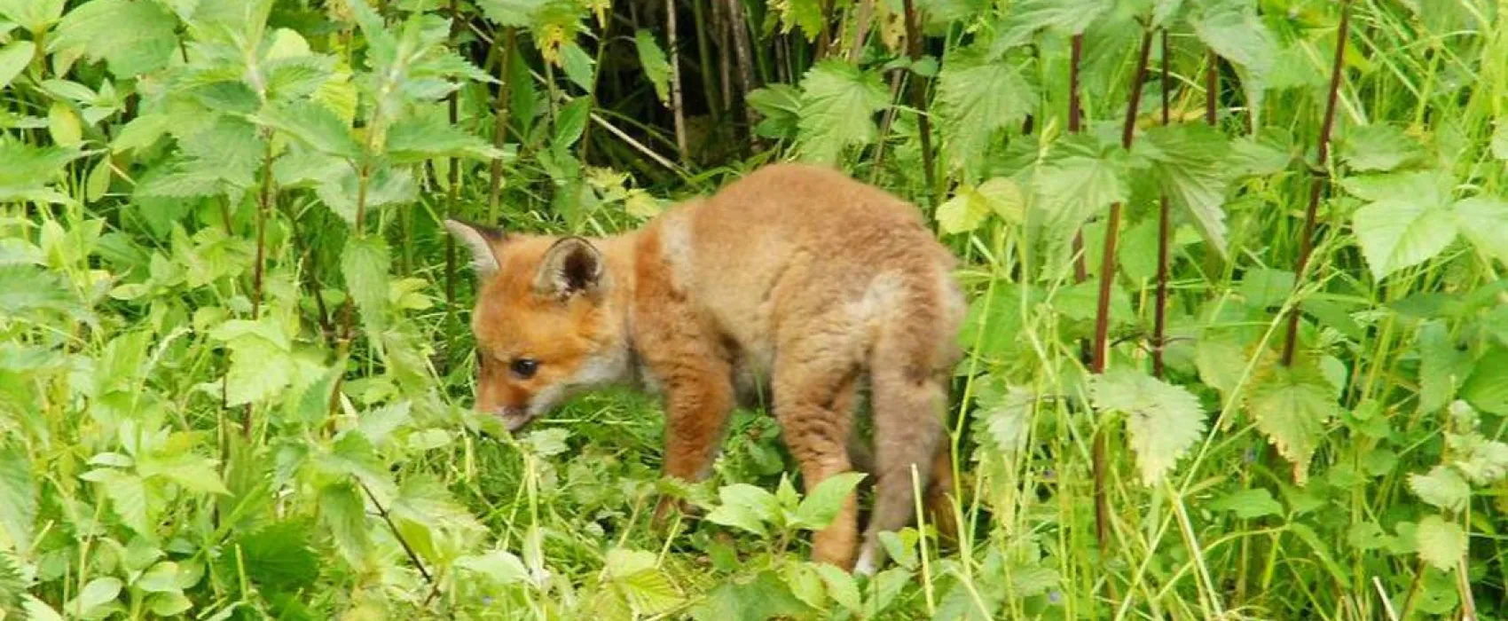 Camping Düsseldorf-Lörick