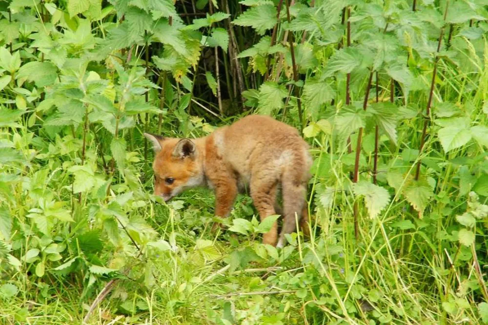 Camping Düsseldorf-Lörick