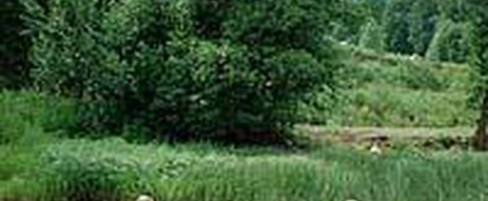 Radanefors Camping och Rum