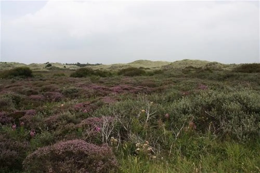 Texelcamping Loodsmansduin