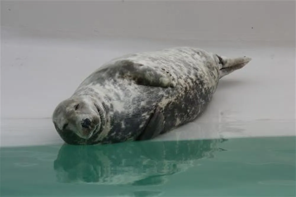 Texelcamping Loodsmansduin