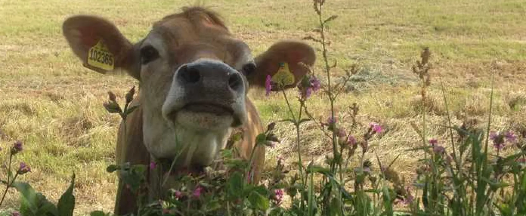 Cardinney Caravan and Camping Park