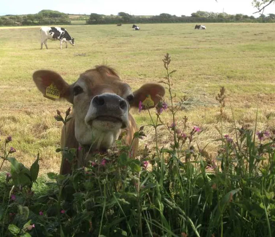 Cardinney Caravan and Camping Park