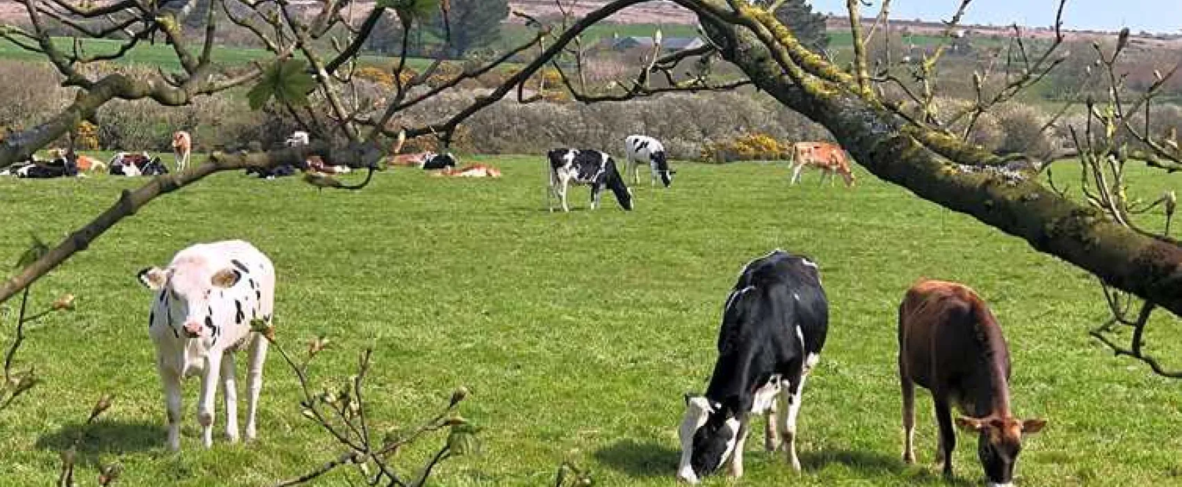 Cardinney Caravan and Camping Park