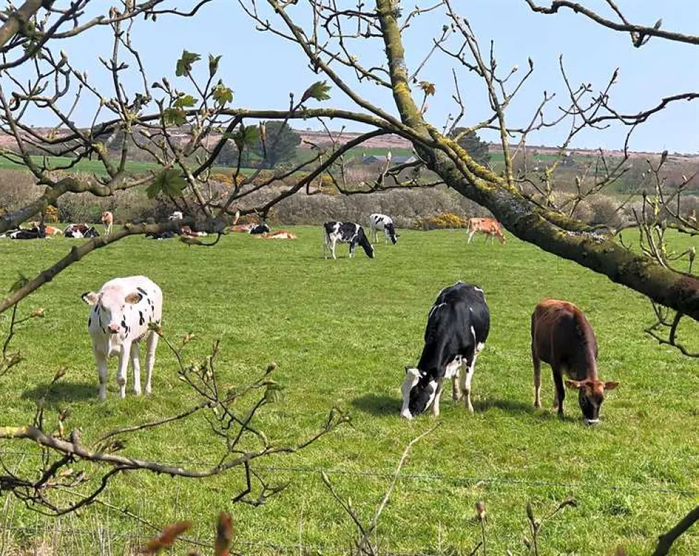 Cardinney Caravan and Camping Park