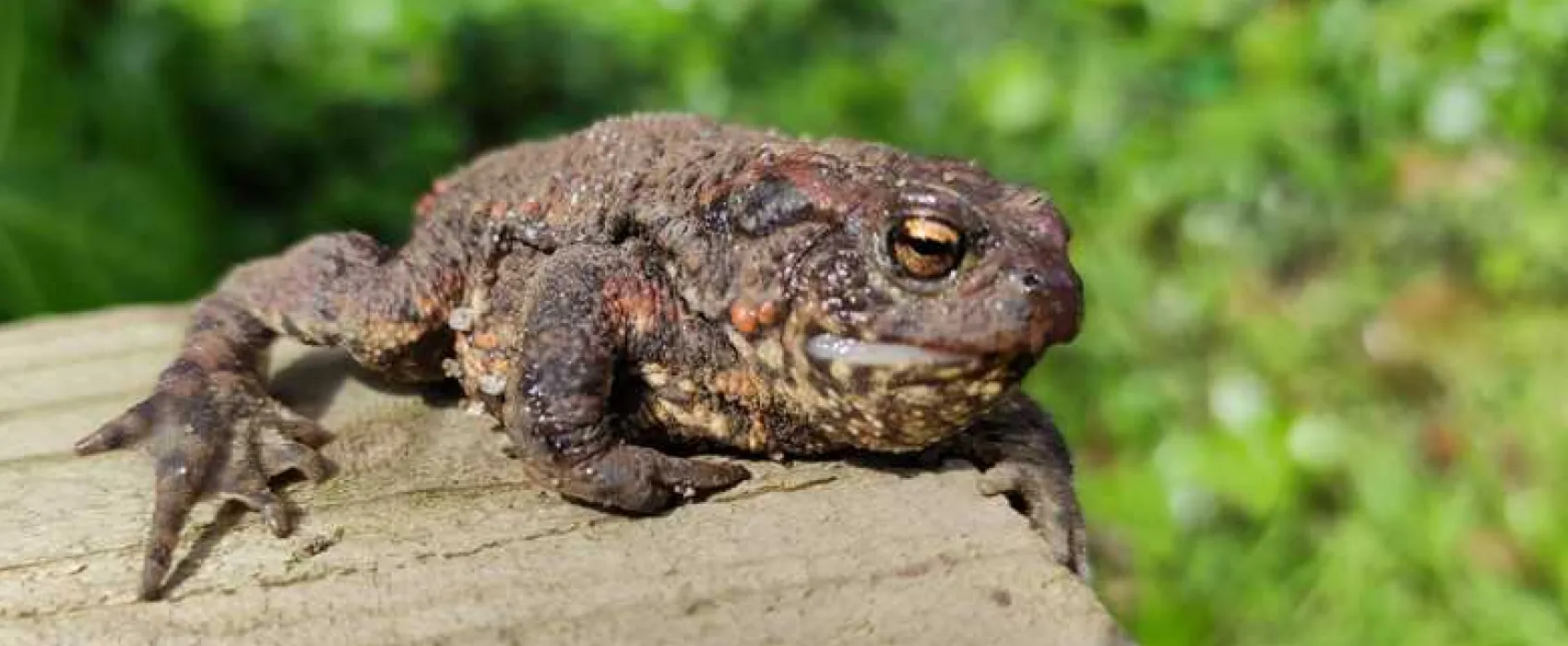 Cardinney Caravan and Camping Park