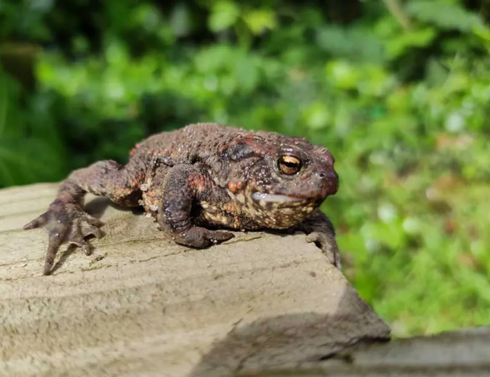Cardinney Caravan and Camping Park