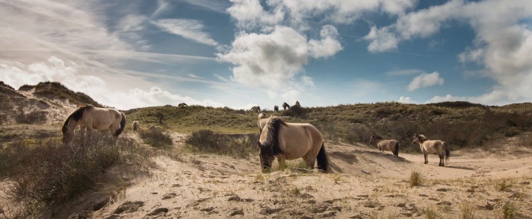 Camping De Duindoorn