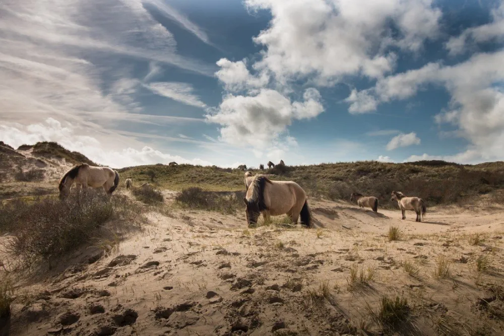 Camping De Duindoorn