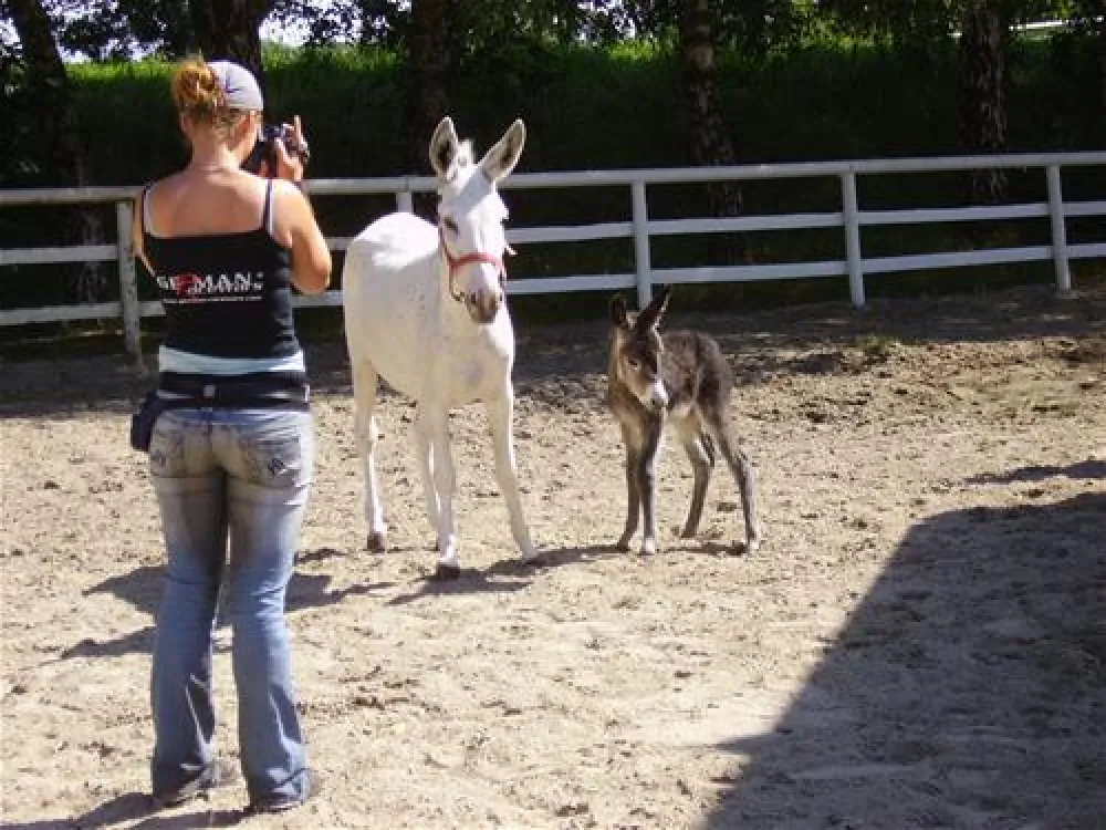 Comfortcamping Hase-Ufer