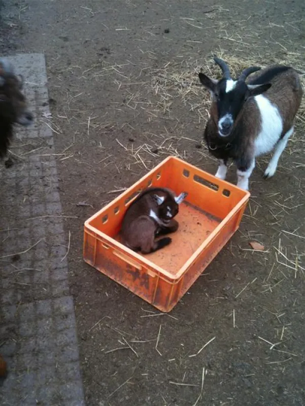 Comfortcamping Hase-Ufer