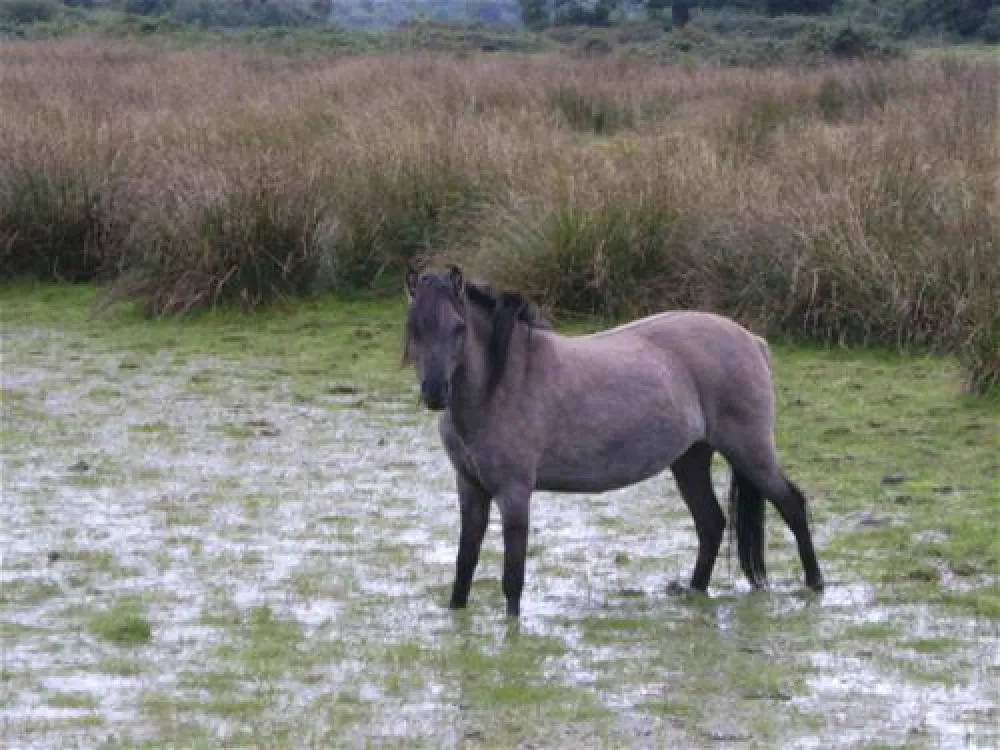 Comfortcamping Hase-Ufer