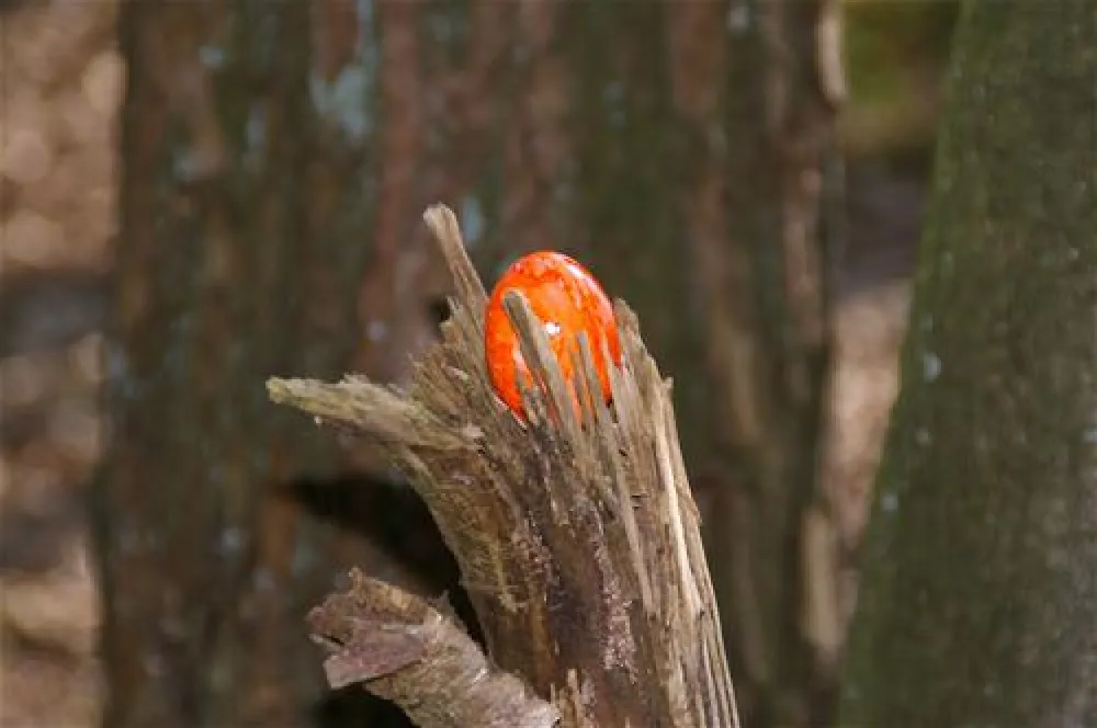 Comfortcamping Hase-Ufer