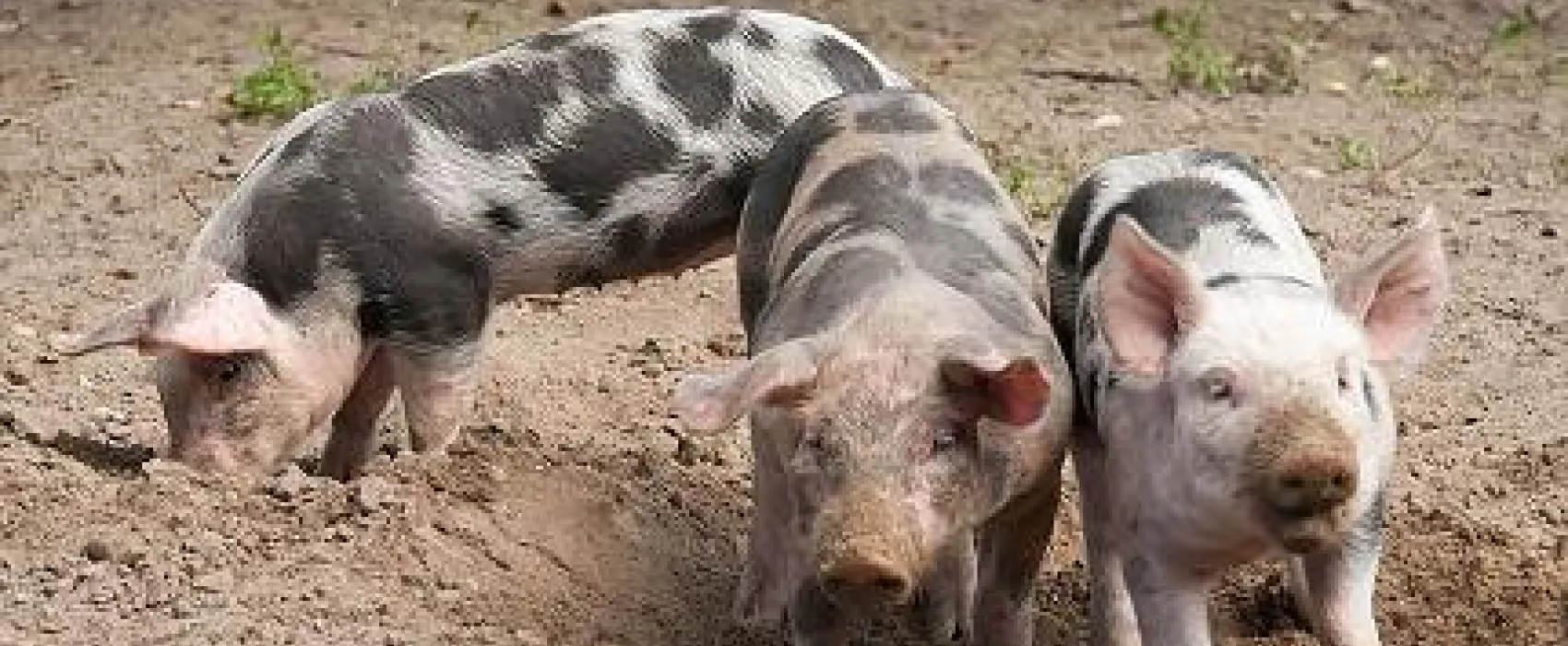 Camping Hoeve Springendal