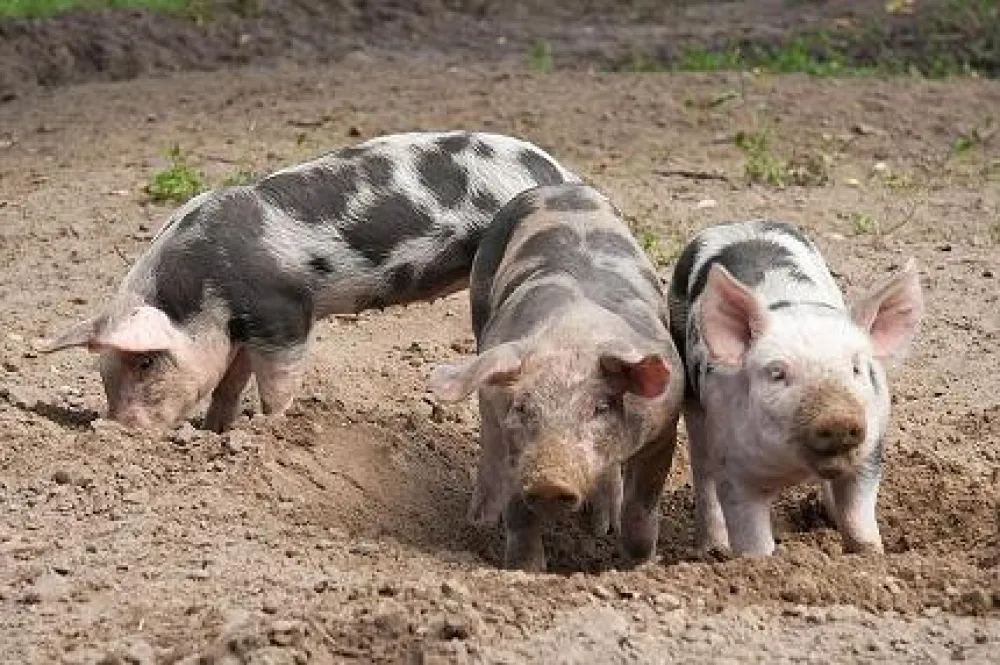 Camping Hoeve Springendal