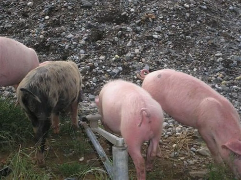 Camping Biofarm Reci