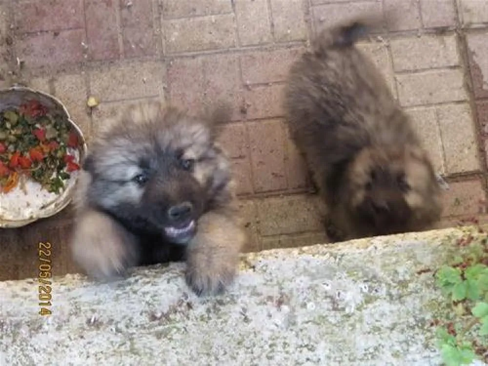 Camping Biofarm Reci