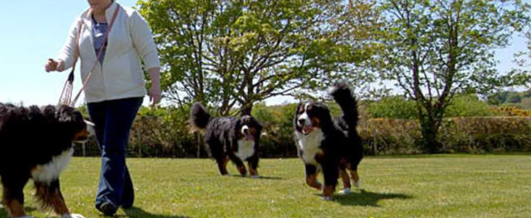 Llys Derwen Caravan &amp; Camping