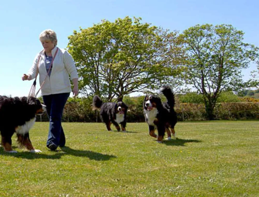 Llys Derwen Caravan &amp; Camping