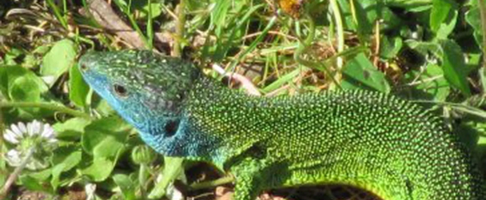 Camping Naturiste du Pas de Ceilhes