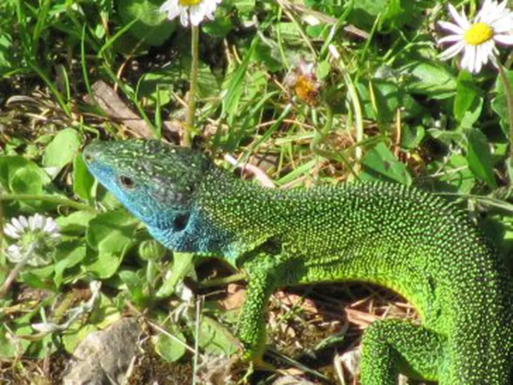 Camping Naturiste du Pas de Ceilhes