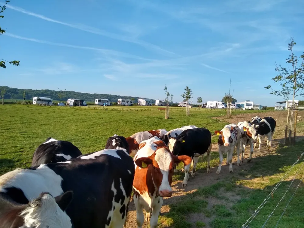 Boerderijcamping Berghemmerhof