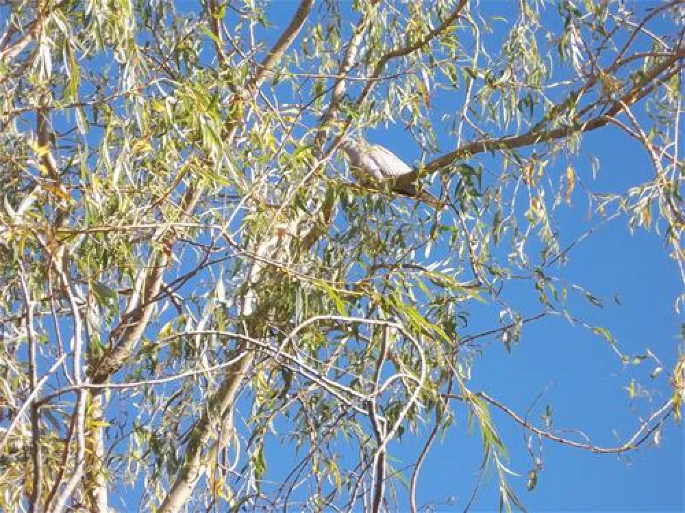 Camping Das Pinhiers