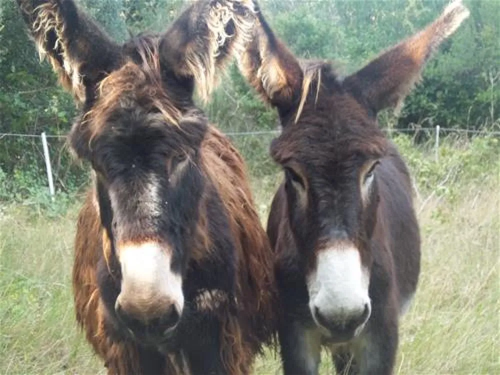 Camping Das Pinhiers