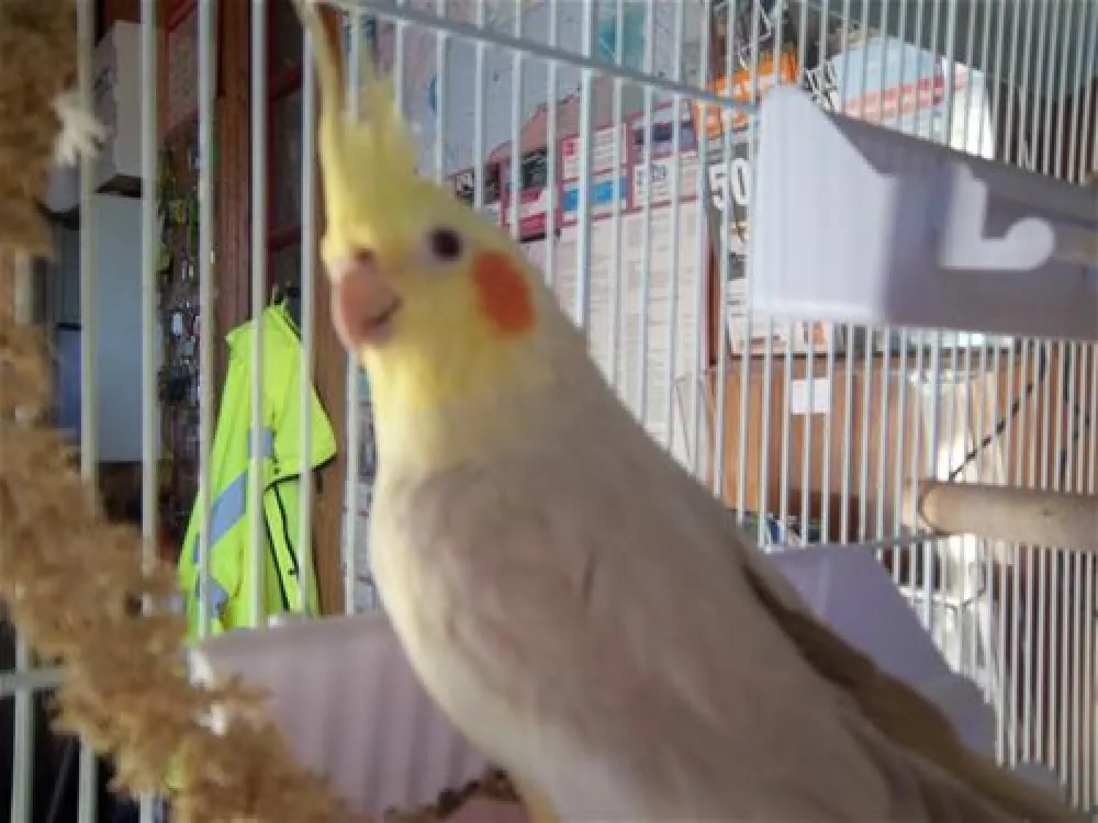 Camping Das Pinhiers