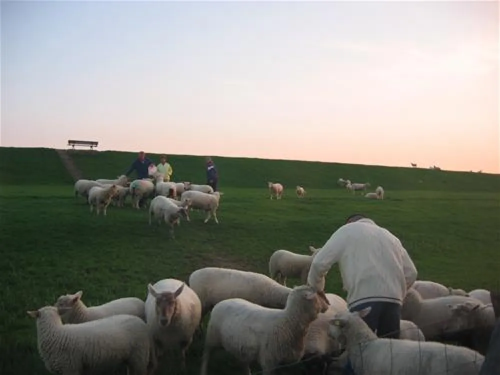 Elbdeich Camping Kollmar