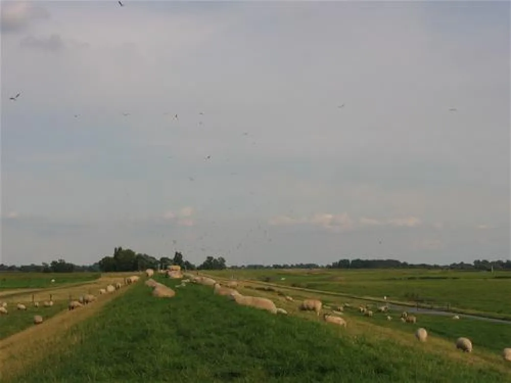 Elbdeich Camping Kollmar