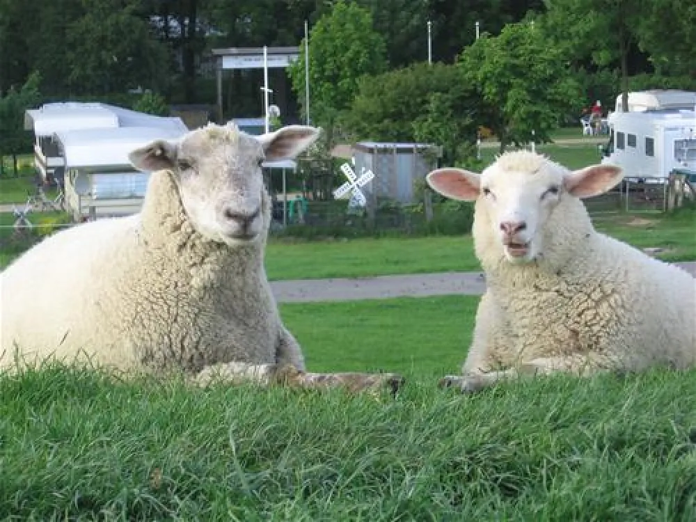 Elbdeich Camping Kollmar