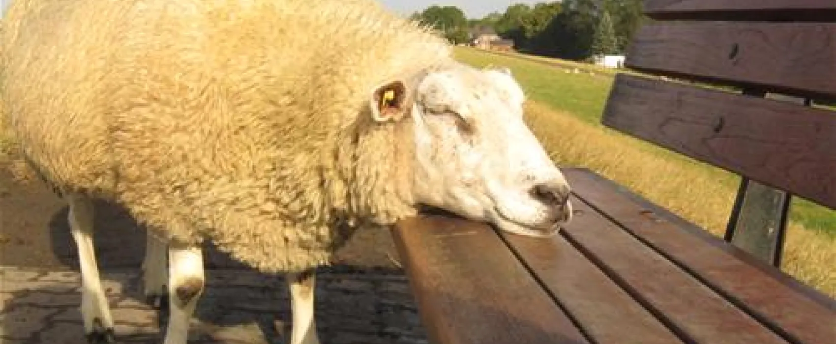 Elbdeich Camping Kollmar