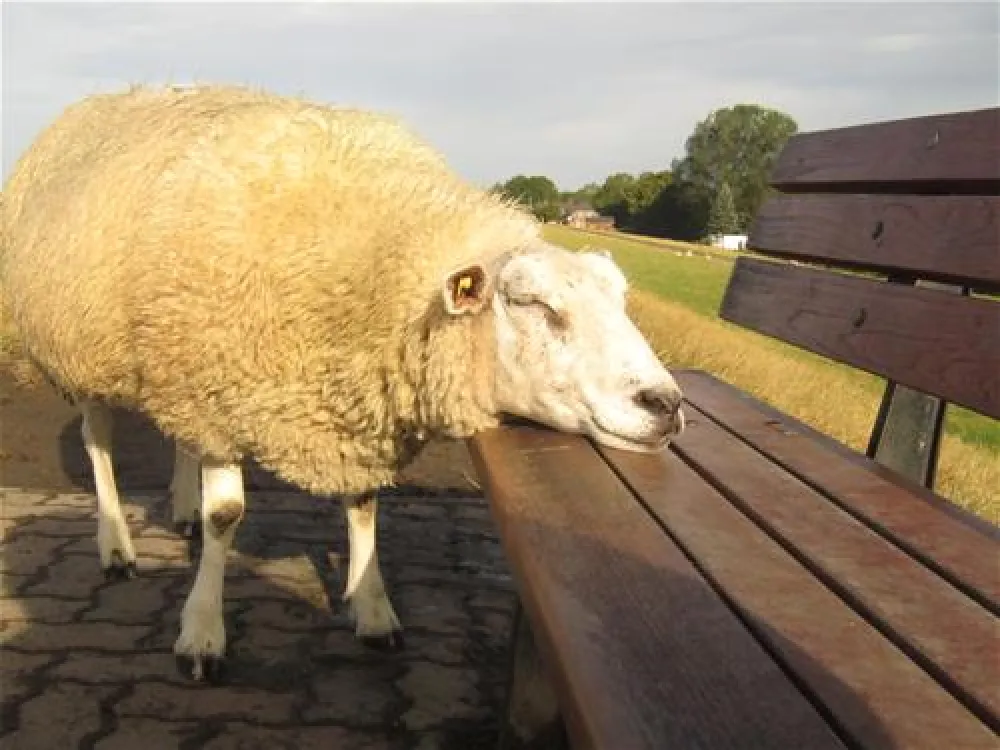 Elbdeich Camping Kollmar