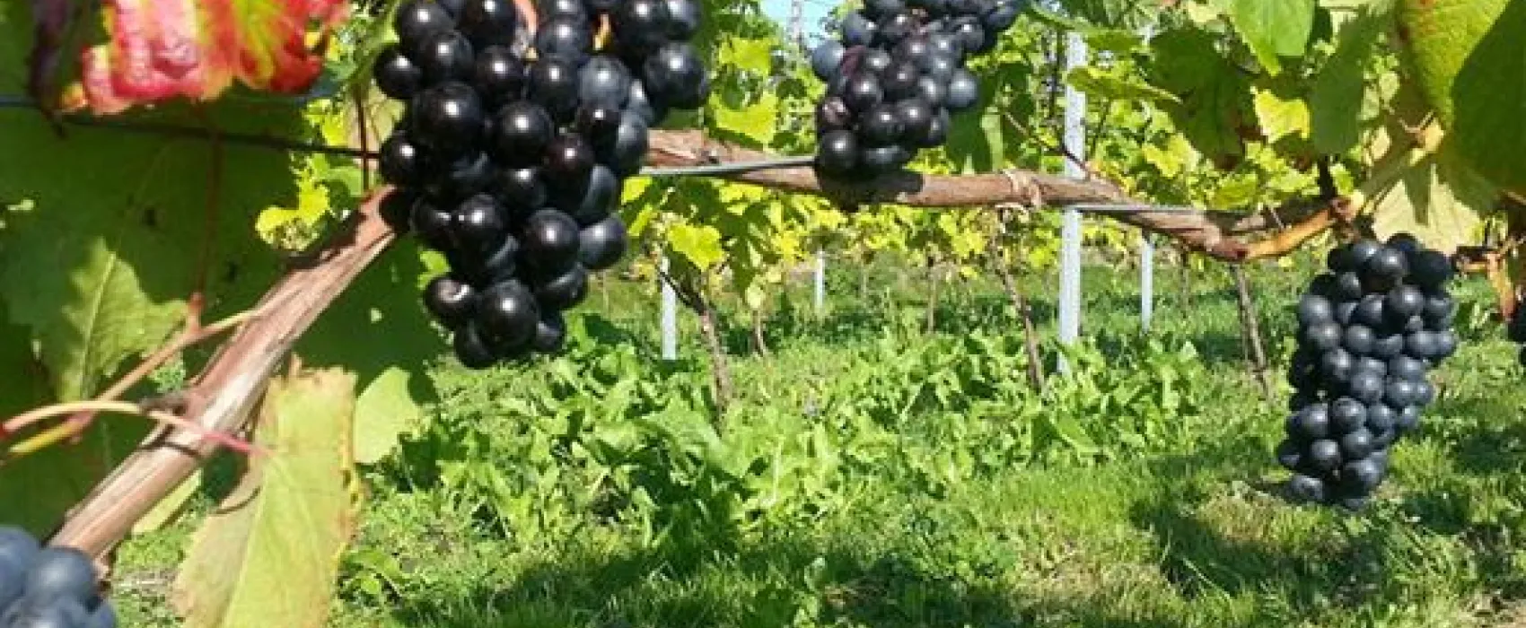 Aplagårdens B&B och vingård