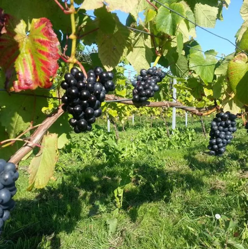 Aplagårdens B&B och vingård