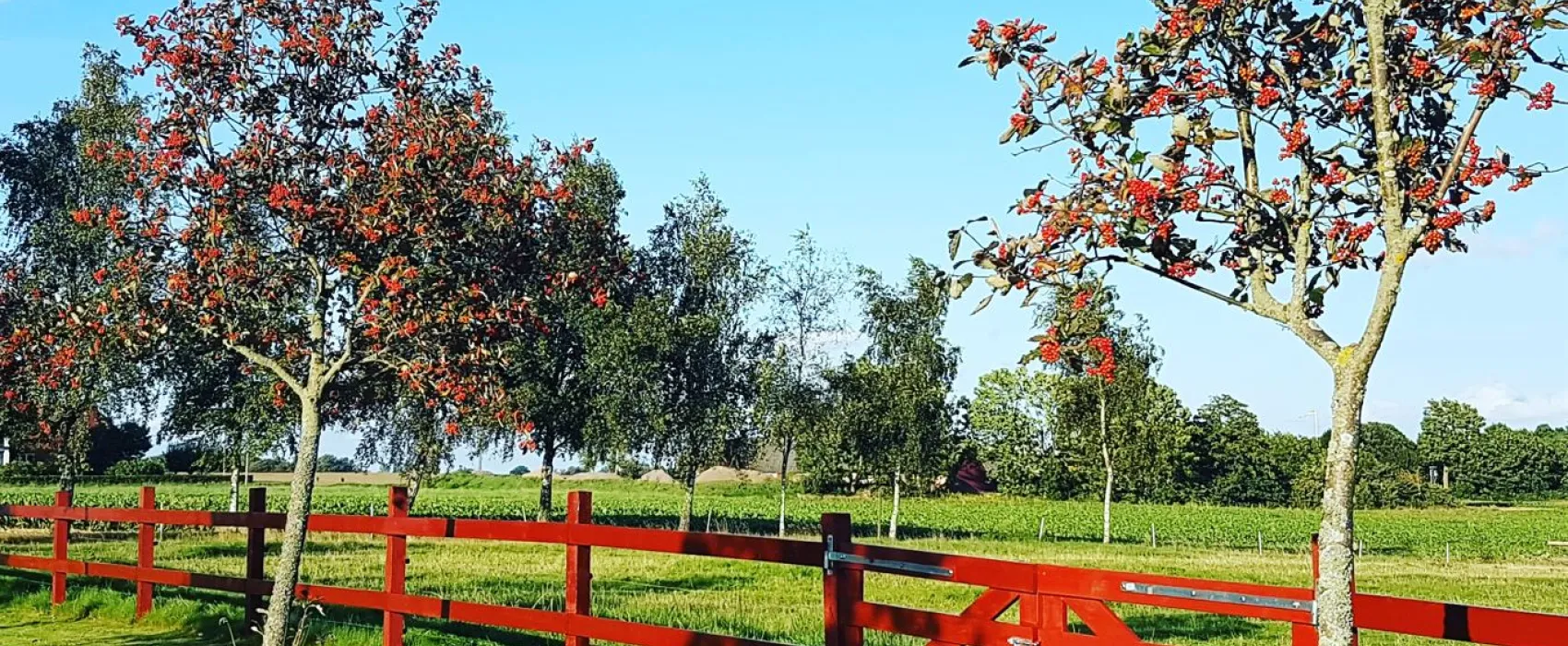 Aplagårdens B&B och vingård