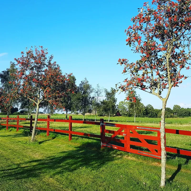 Aplagårdens B&B och vingård