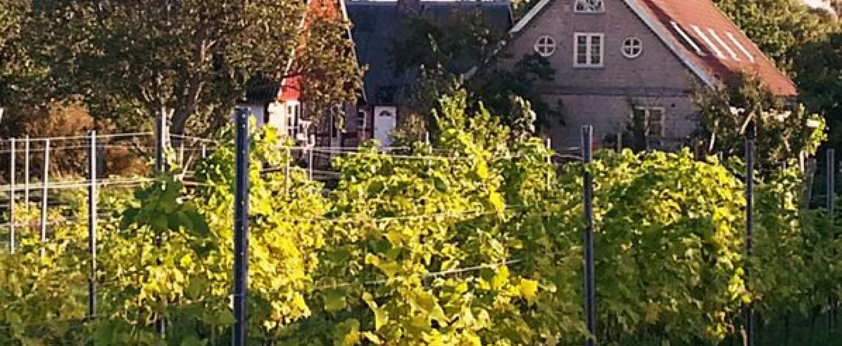 Aplagårdens B&B och vingård