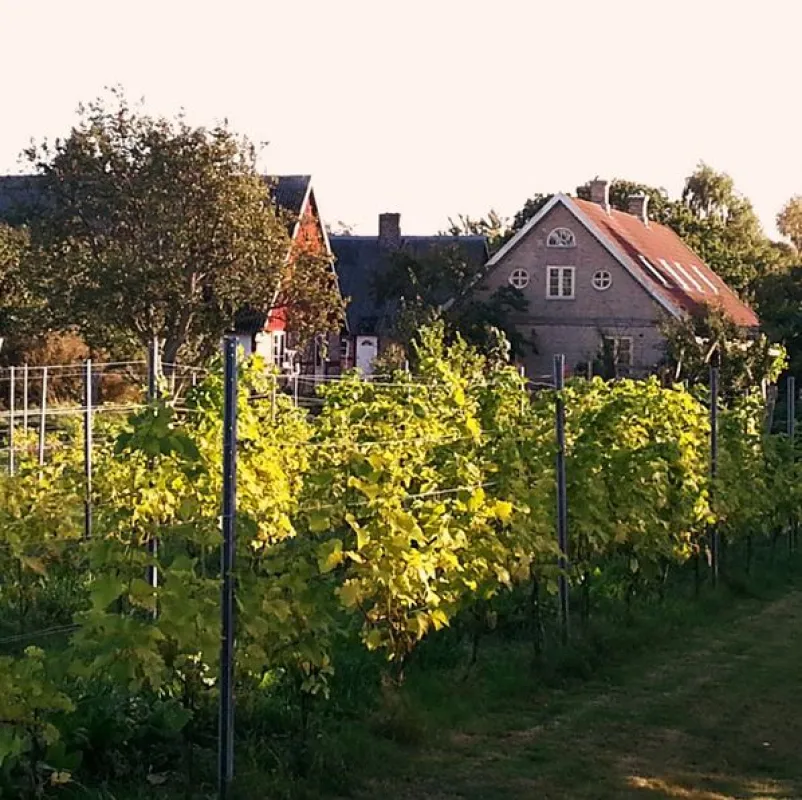 Aplagårdens B&B och vingård