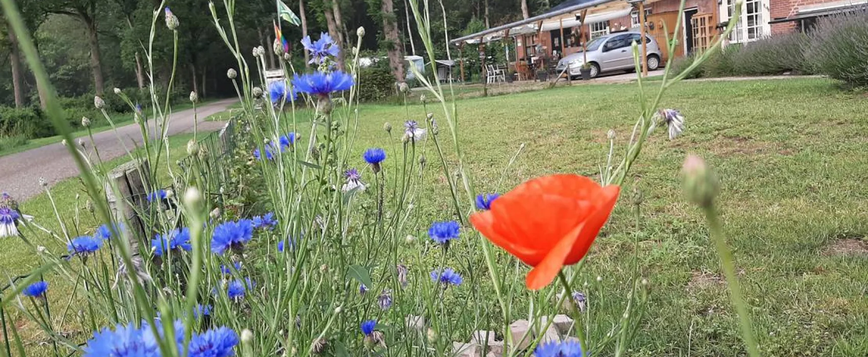 Minicamping de Hippe Kip