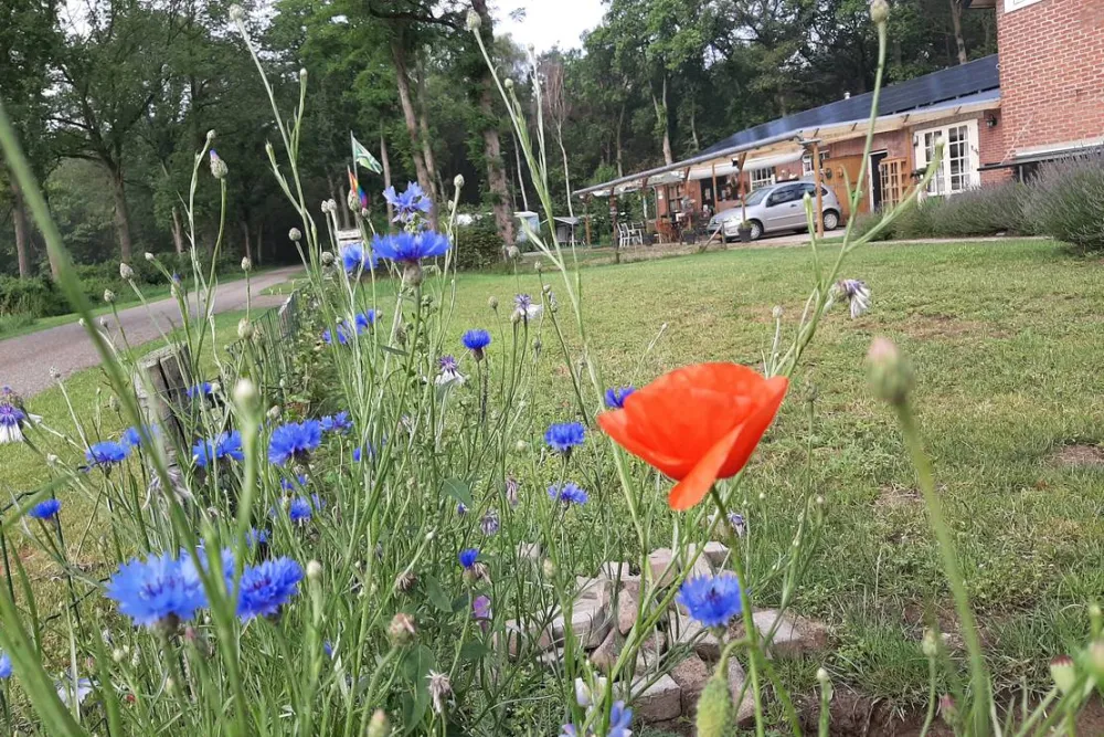 Minicamping de Hippe Kip