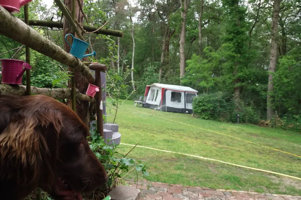 Minicamping de Hippe Kip