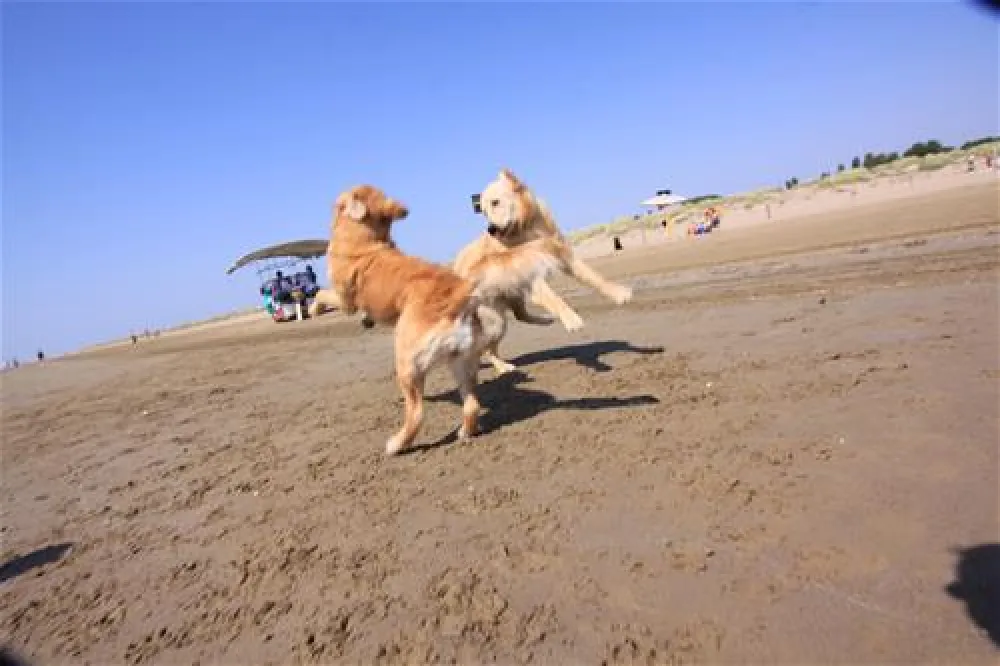 Camping Marina di Venezia